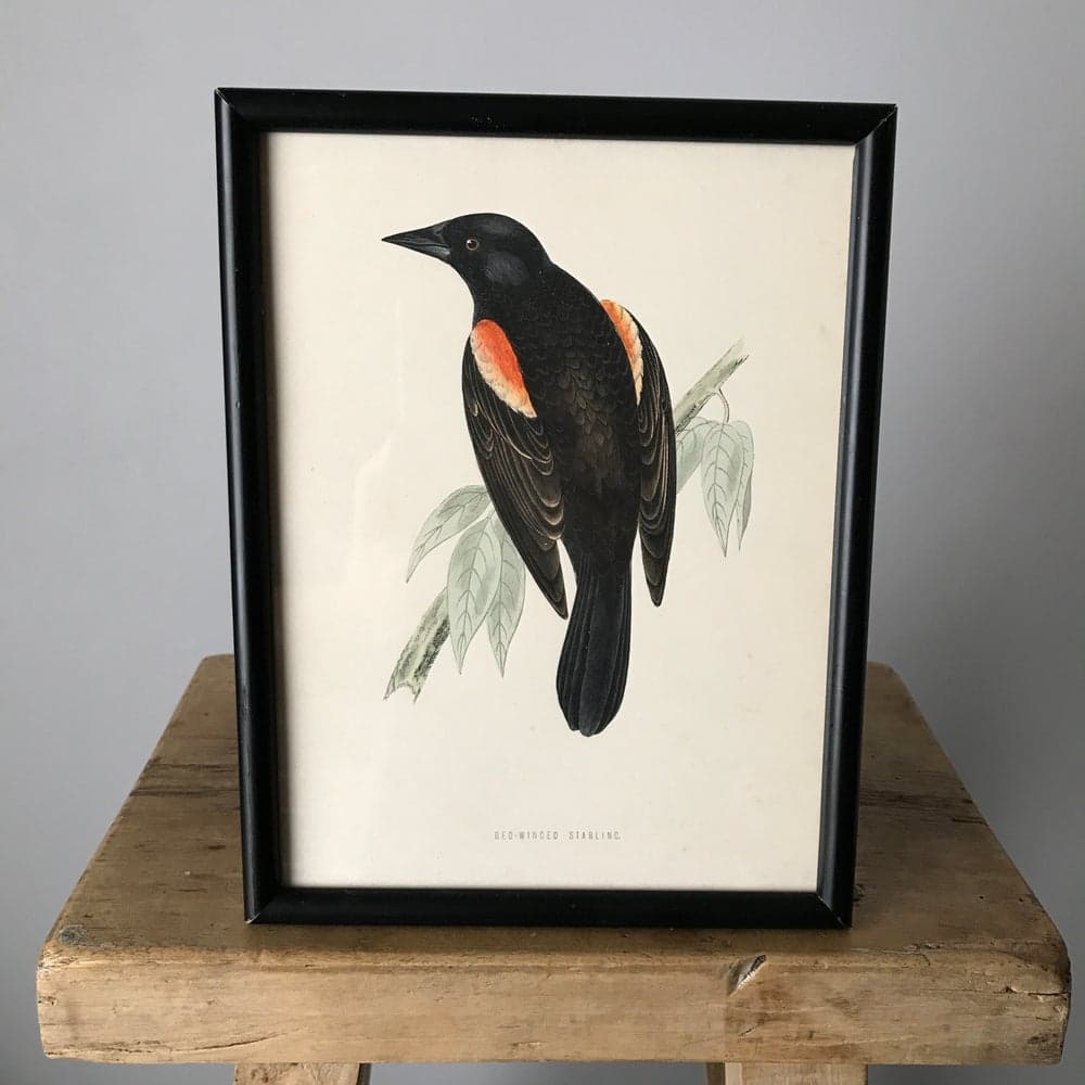 Red Winged Starling — image 3 of 3