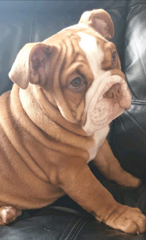 Quality English Bulldog Puppy for sale — image 5 of 7