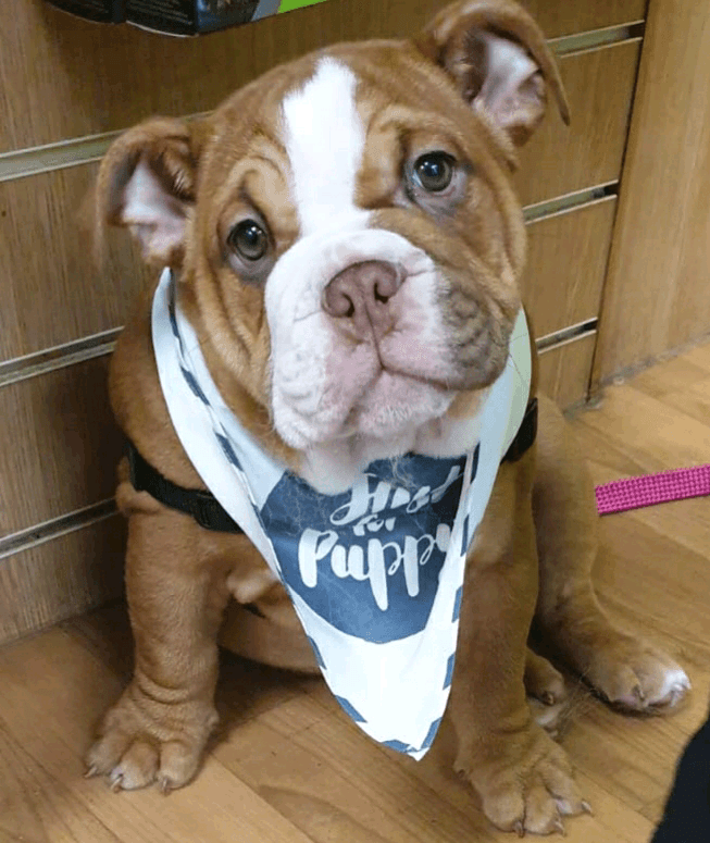 Quality English Bulldog Puppy for sale — image 1 of 7