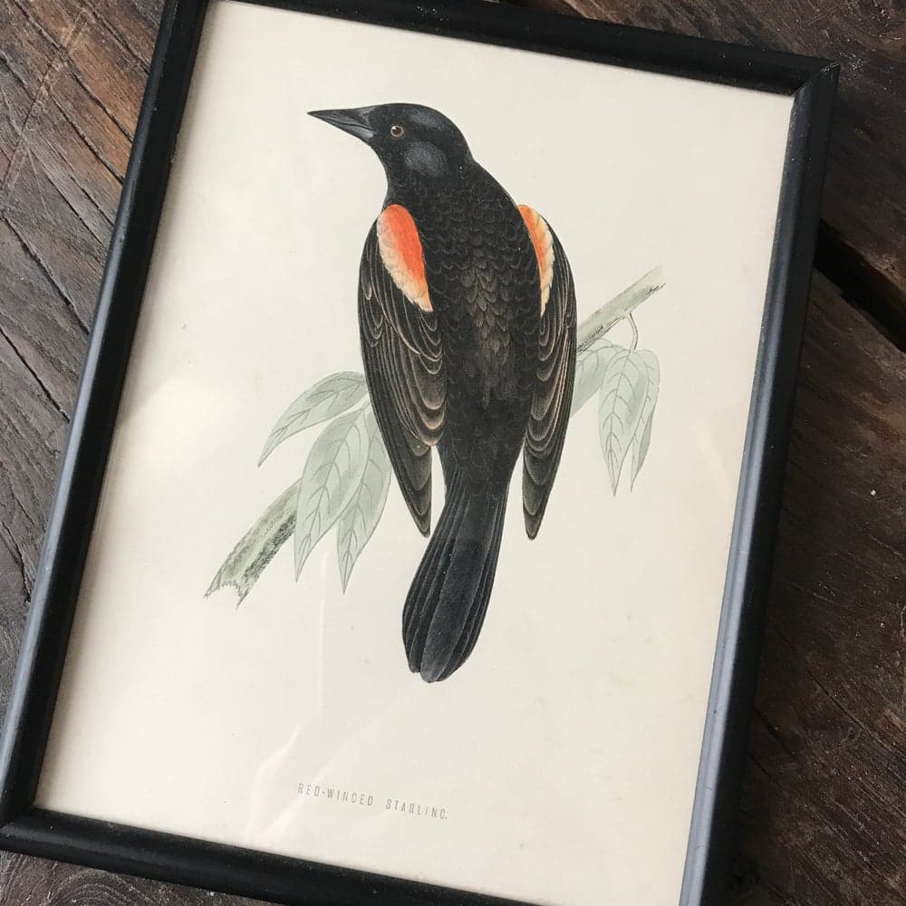 Red Winged Starling — image 1 of 3