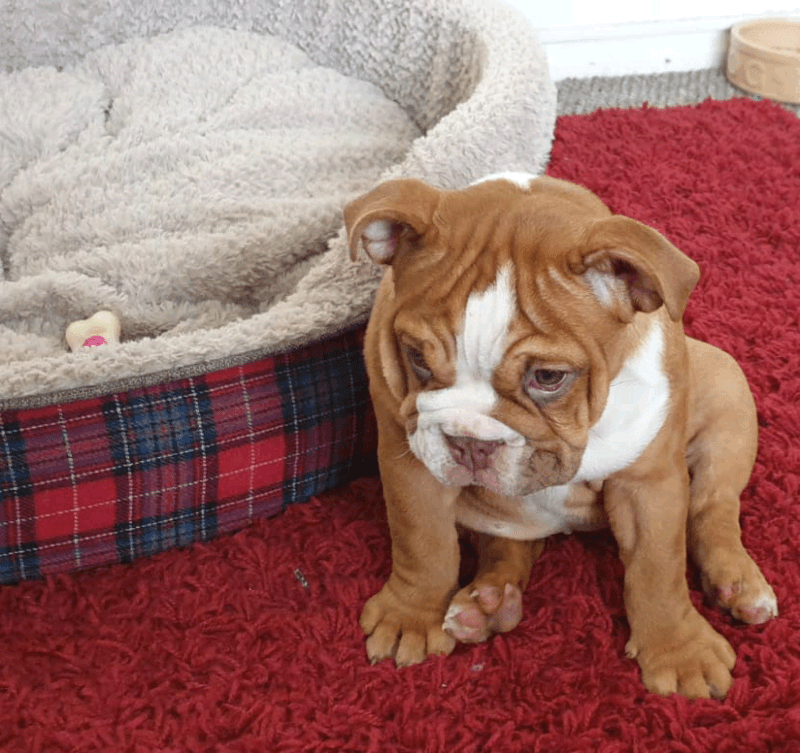 Quality English Bulldog Puppy for sale — image 2 of 7